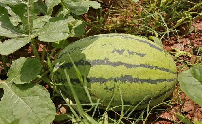 豐收酬汗水，“甜透”了歐博人