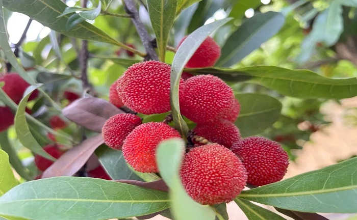 歡歌笑語，滿載而歸丨公司組織員工采摘楊梅活動