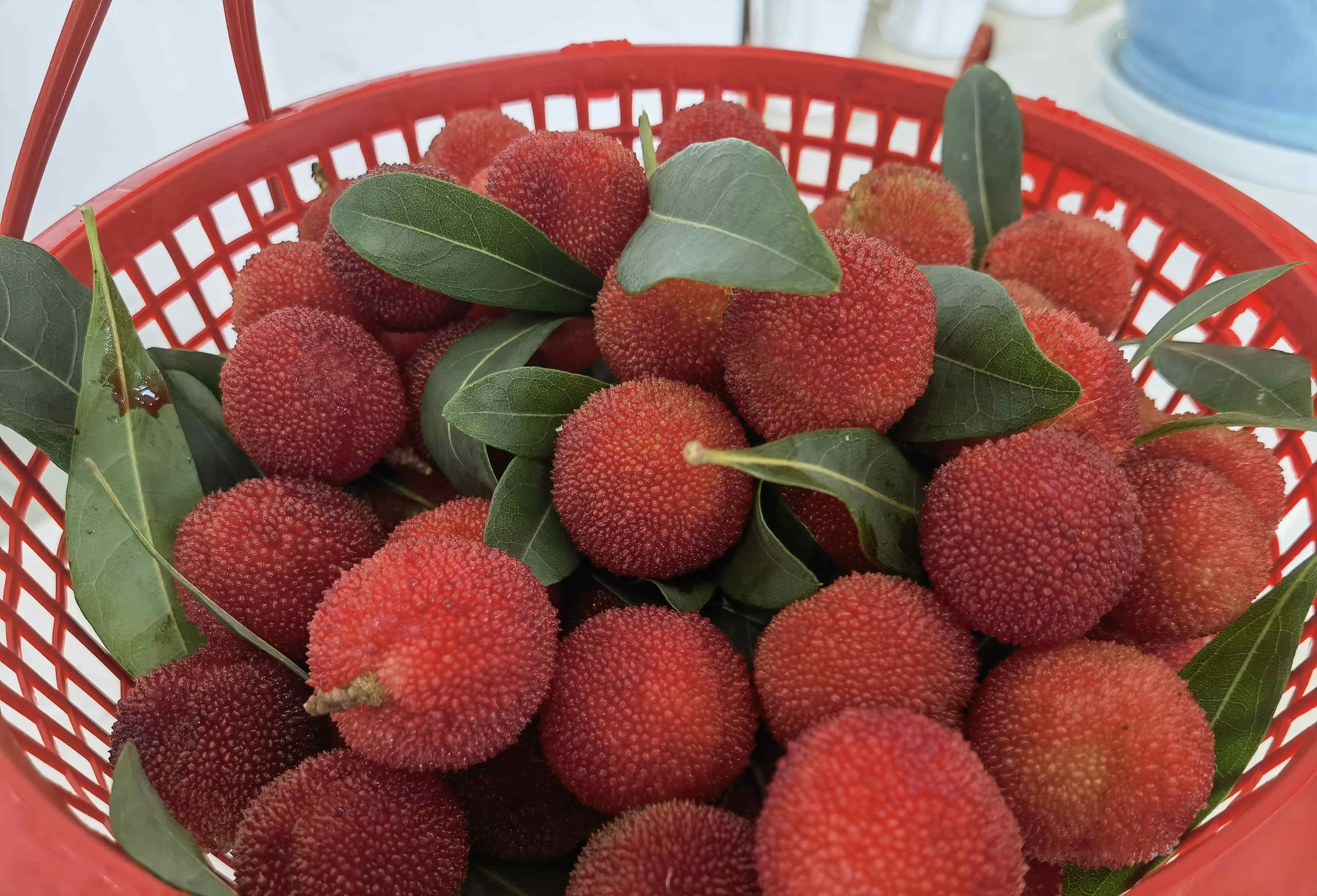 參觀歐博綠色工廠，品嘗現(xiàn)摘楊梅~