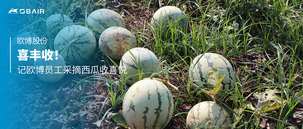 喜豐收！記歐博員工采摘西瓜收喜悅