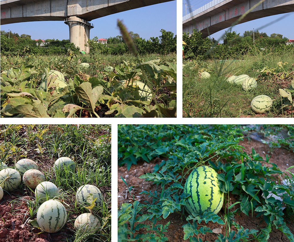 1721801213995945.jpg 未命名 -1